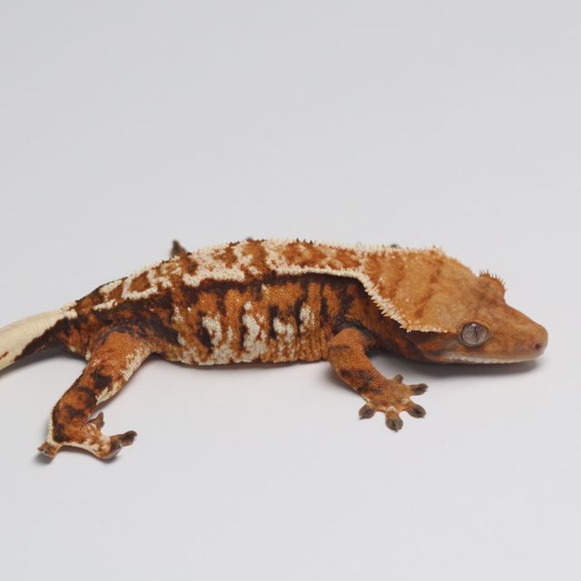 트라이