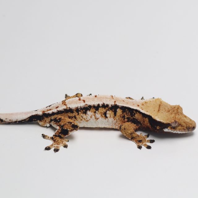 트라이