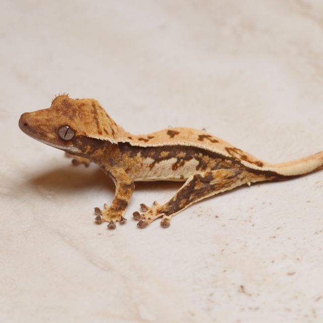 트라이