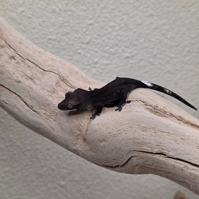Charcoal Phantom Axanthic