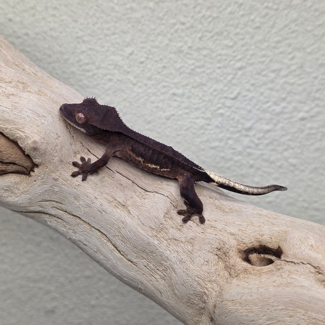 Charcoal Phantom Lilly White