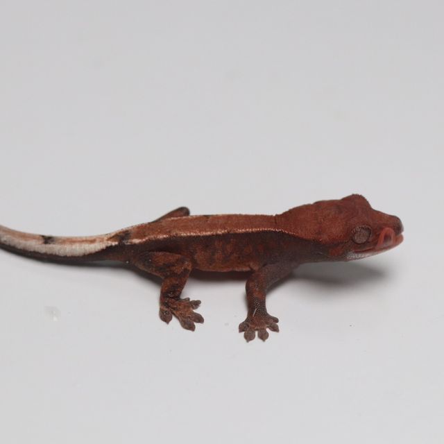 세이블