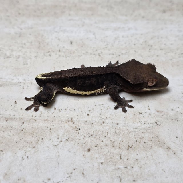 Phantom Charcoal Lilly White