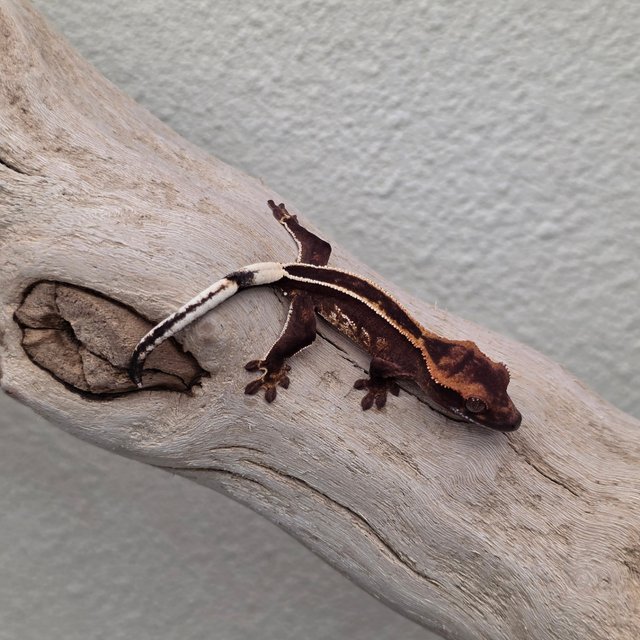 100% Het Axanthic Empty Back