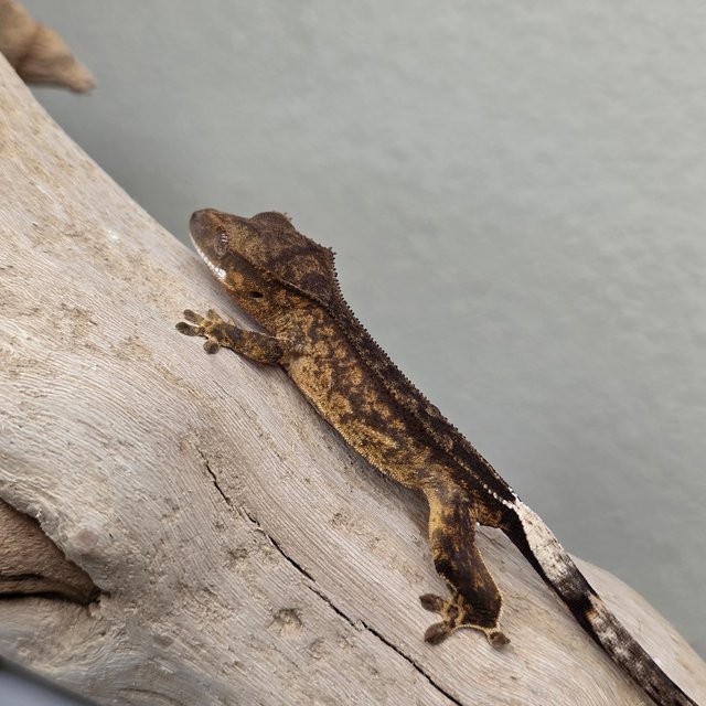 100% Het Axanthic Charcoal Phantom