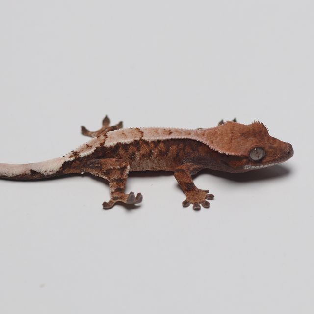 세이블