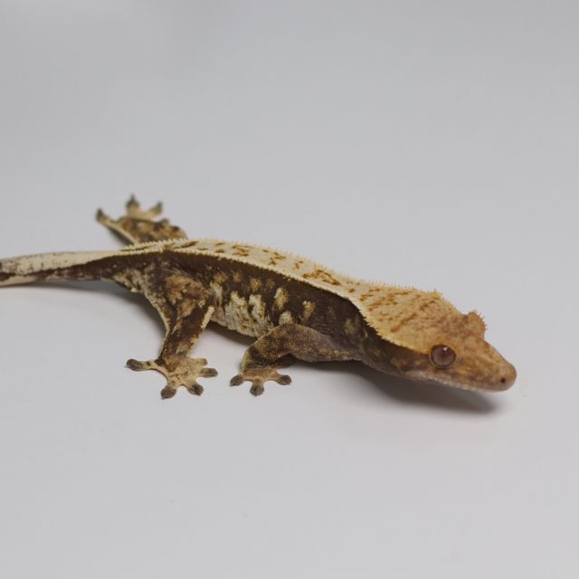 트라이 바브