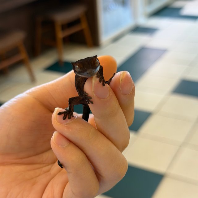 챠콜 팬텀 카푸치노