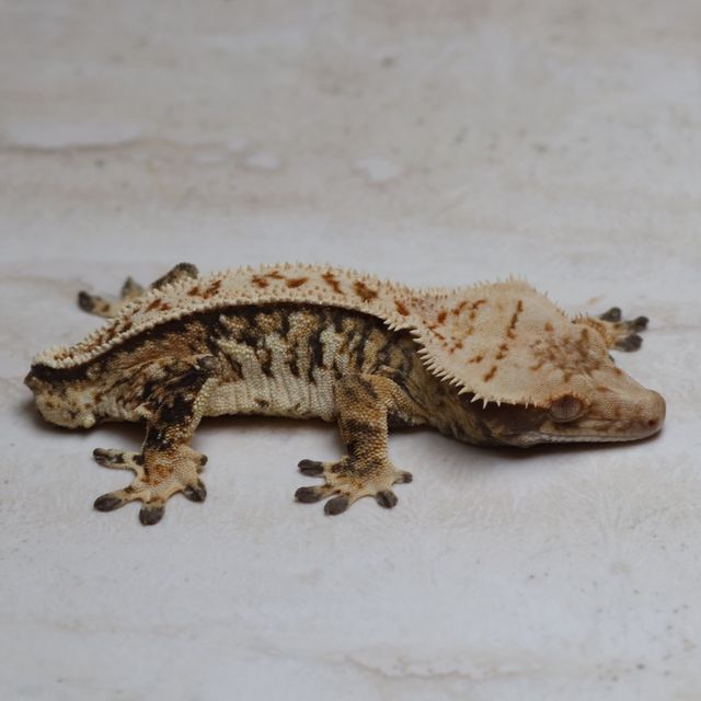 트라이