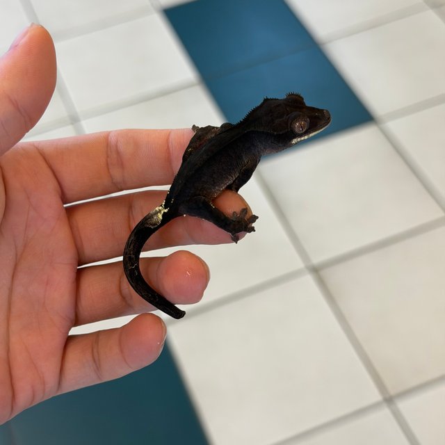 Cappuccino Phantom Charcoal