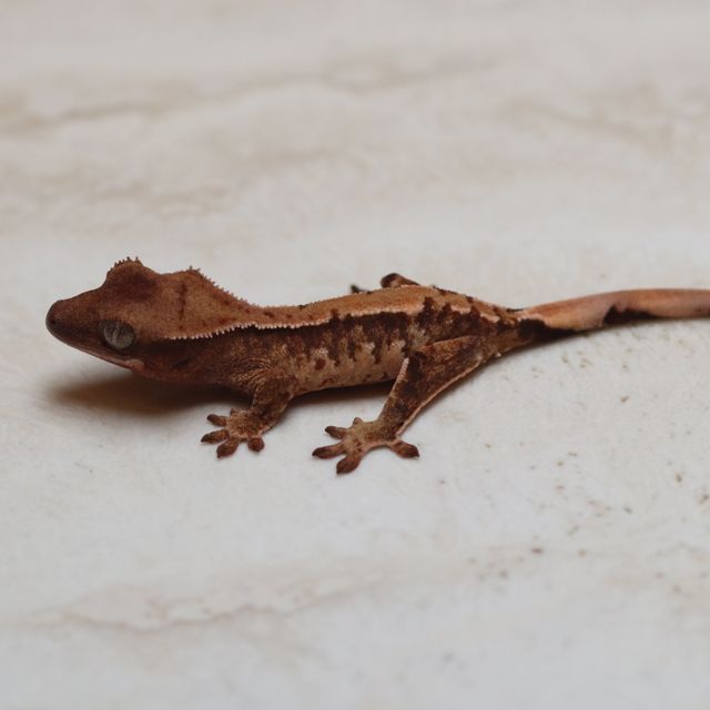 트라이
