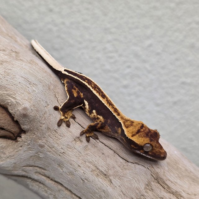 Empty Back 100% Het Axanthic
