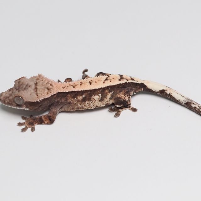 세이블