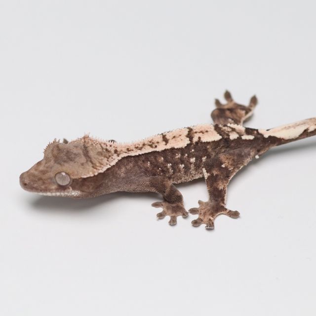 세이블