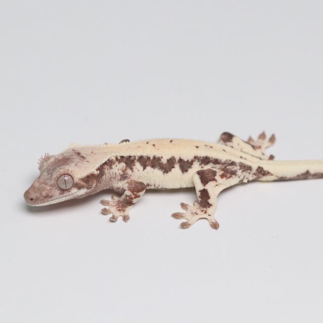 릴리 세이블 세이블