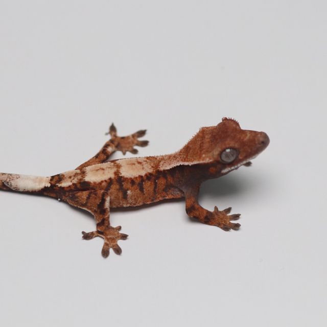 세이블
