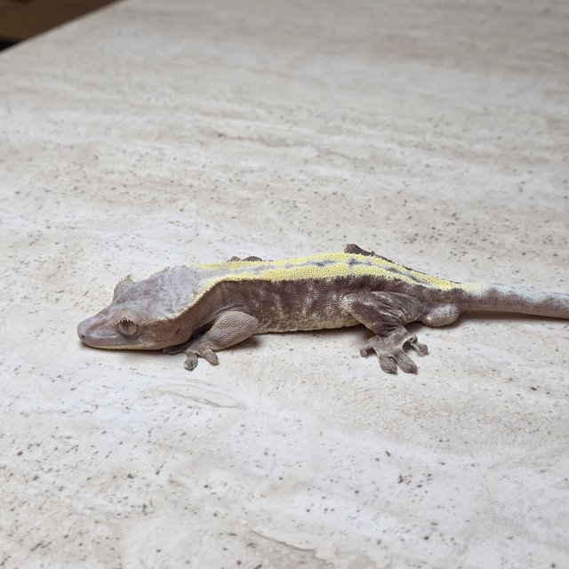 슈퍼세이블 릴리