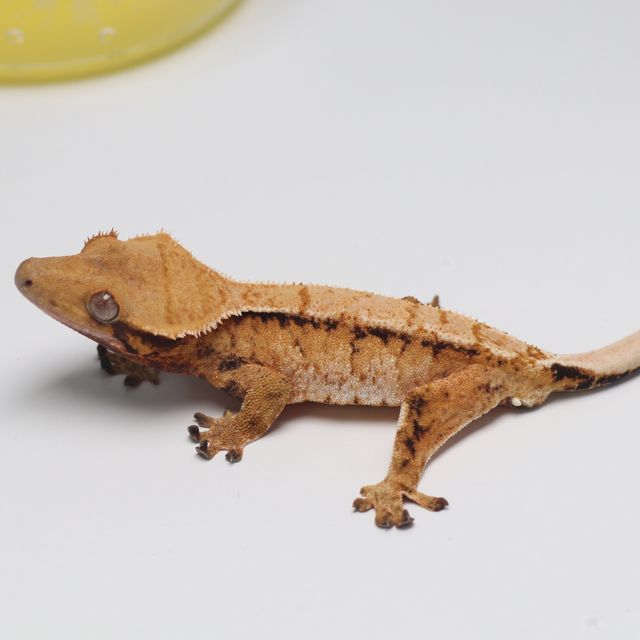 트라이