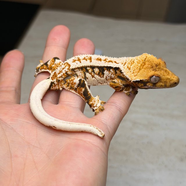 Tri