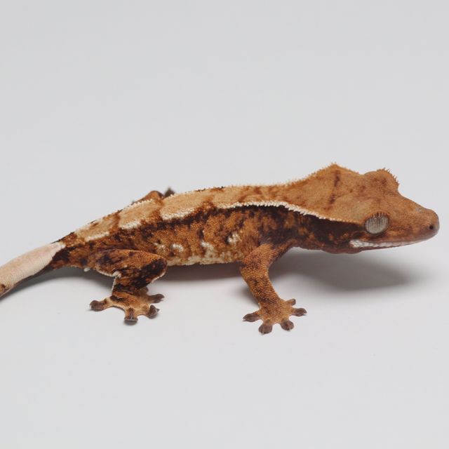 Tri