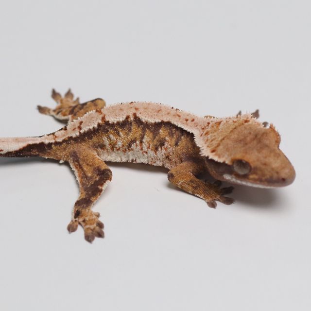 트라이