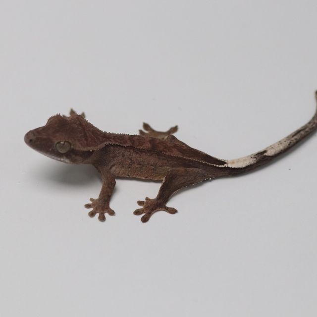 챠콜 다크
