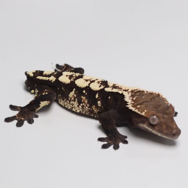 세이블