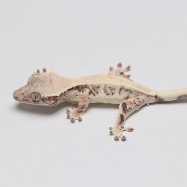 릴리 세이블