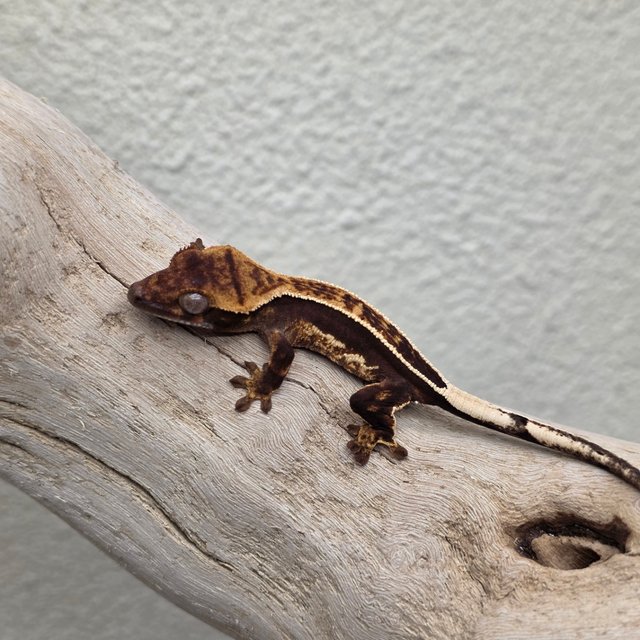 Empty Back 100% Het Axanthic