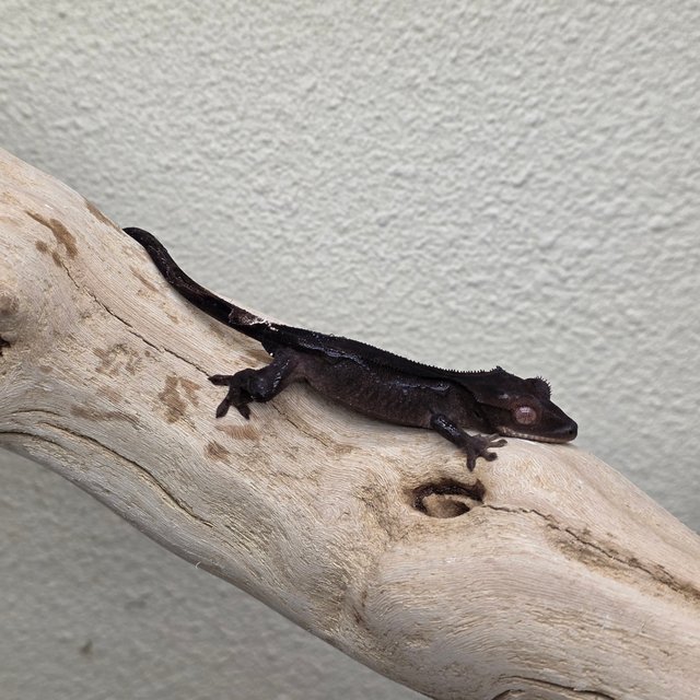 100% Het Axanthic Charcoal Phantom Cappuccino