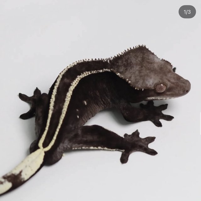 Axanthic