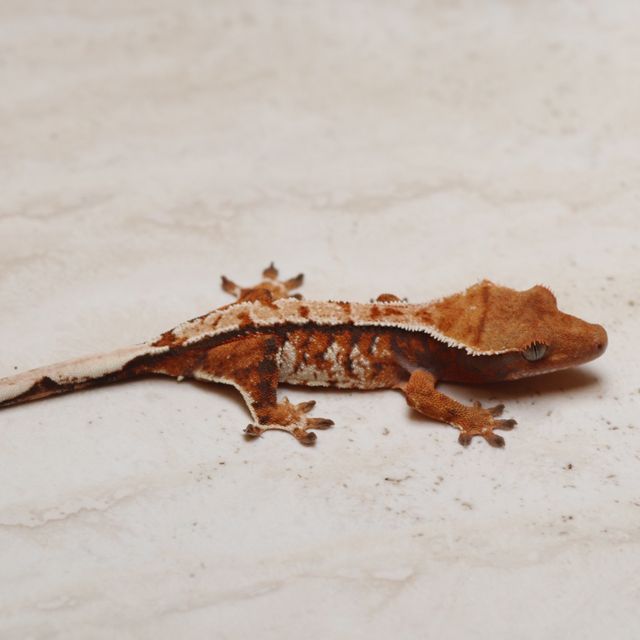 트라이