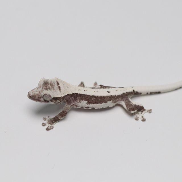 릴잔틱