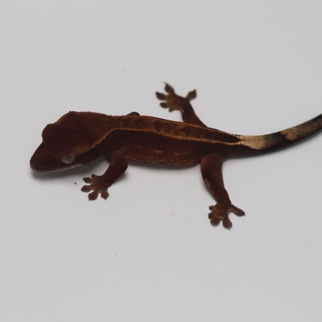 챠콜 오닉스