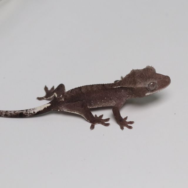 아잔틱
