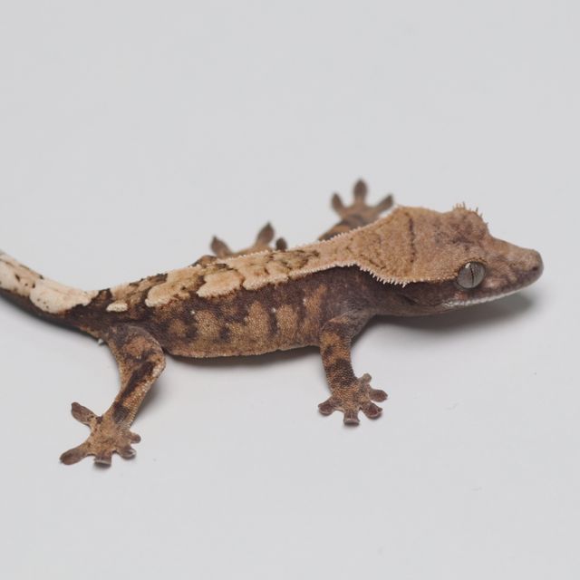 세이블