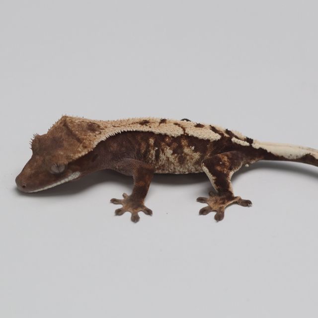세이블