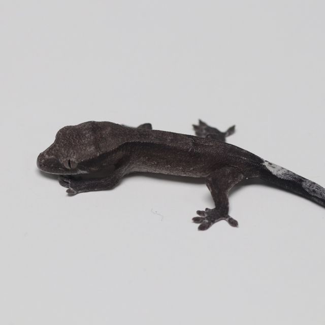 아잔틱