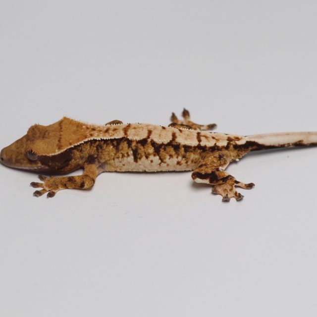 트라이