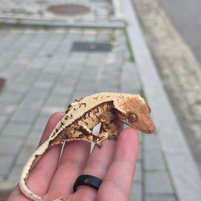 세이블