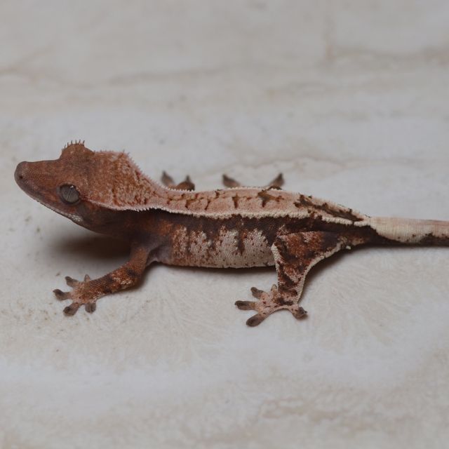 세이블