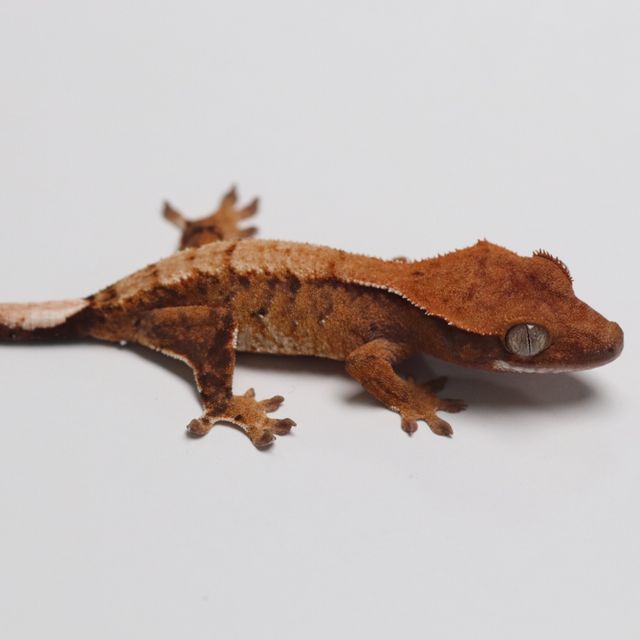 트라이