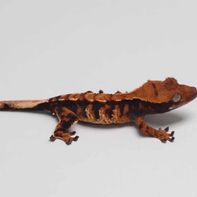 Tri