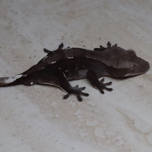 아잔틱