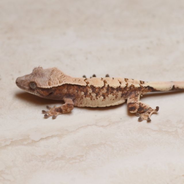 세이블