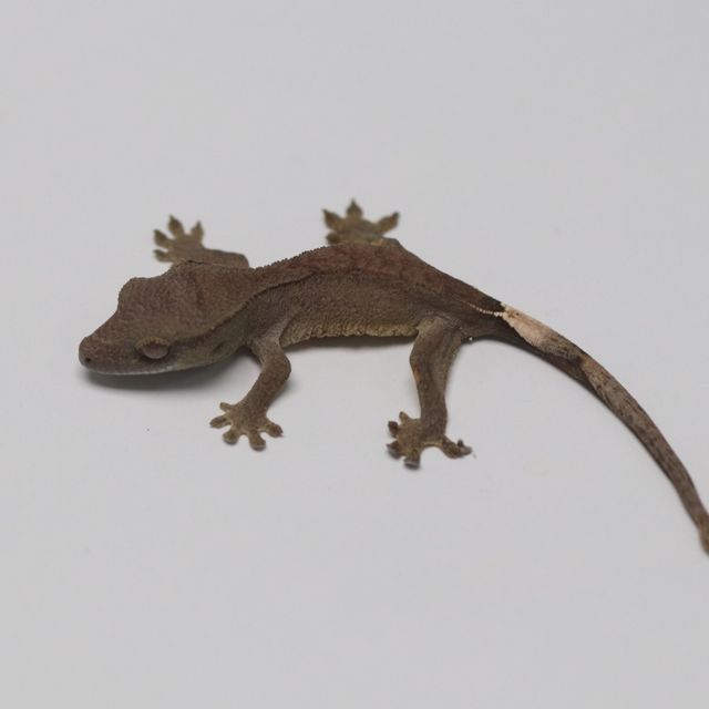 챠콜 다크