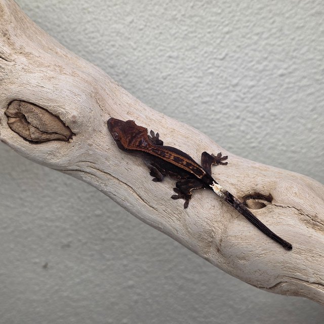 100% Het Axanthic Charcoal Super Stripe Cappuccino