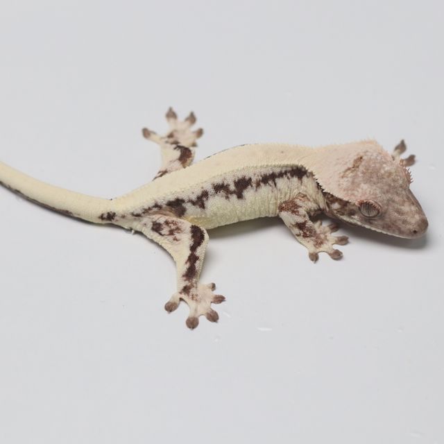 릴리 세이블