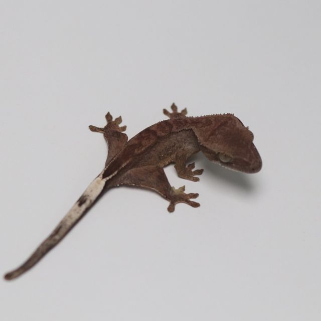 챠콜 다크