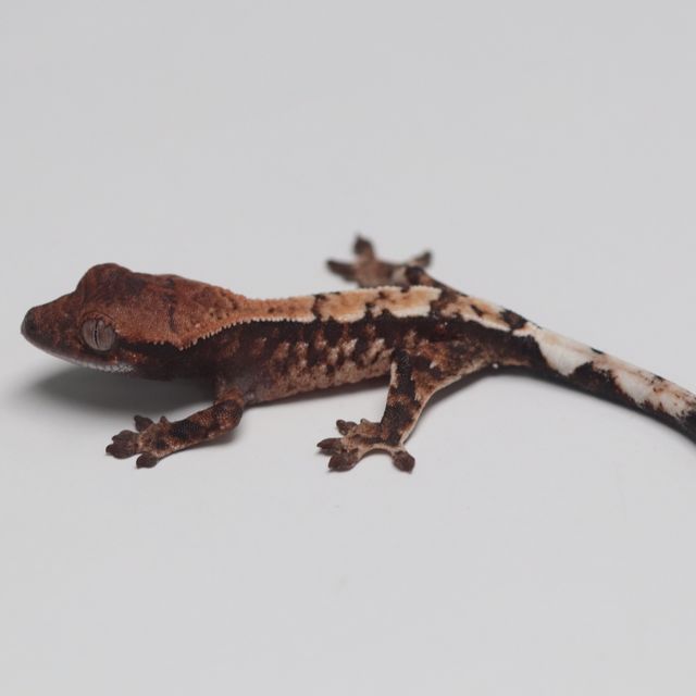 세이블
